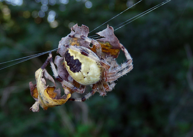 Araneus marmoreus e non solo